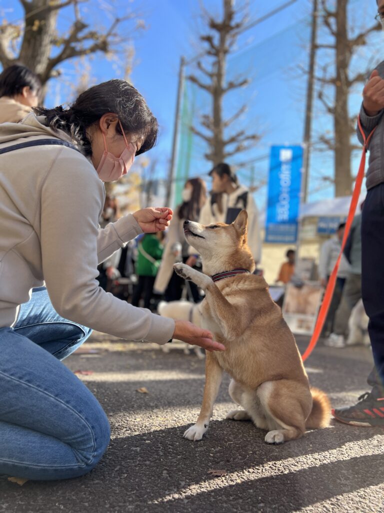 お手選手権